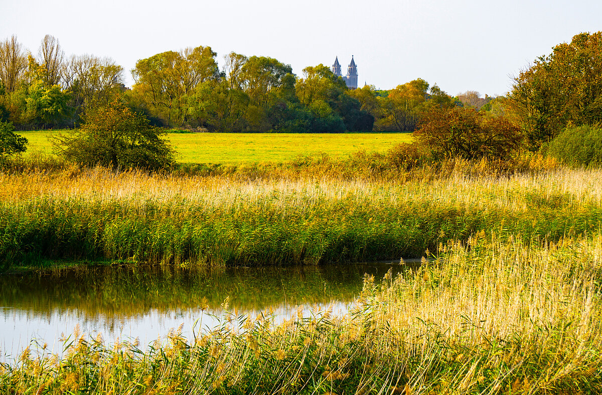 The Shire and water meadow Middle Elbe near Bitterfeld-Wolfen reminds of Tolkien's Middle Earth The Shire and water meadow Middle Elbe near Bitterfeld-Wolfen reminds of Tolkien's Middle Earth