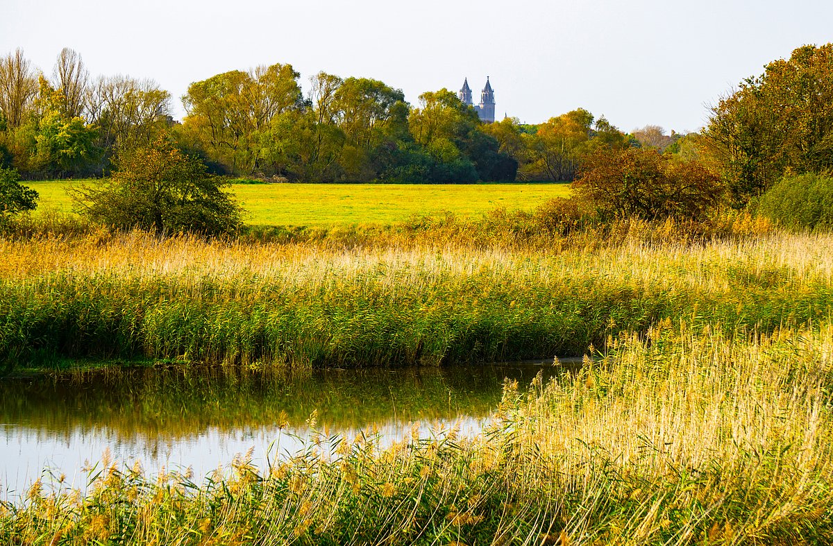The Shire and water meadow Middle Elbe near Bitterfeld-Wolfen reminds of Tolkien's Middle Earth